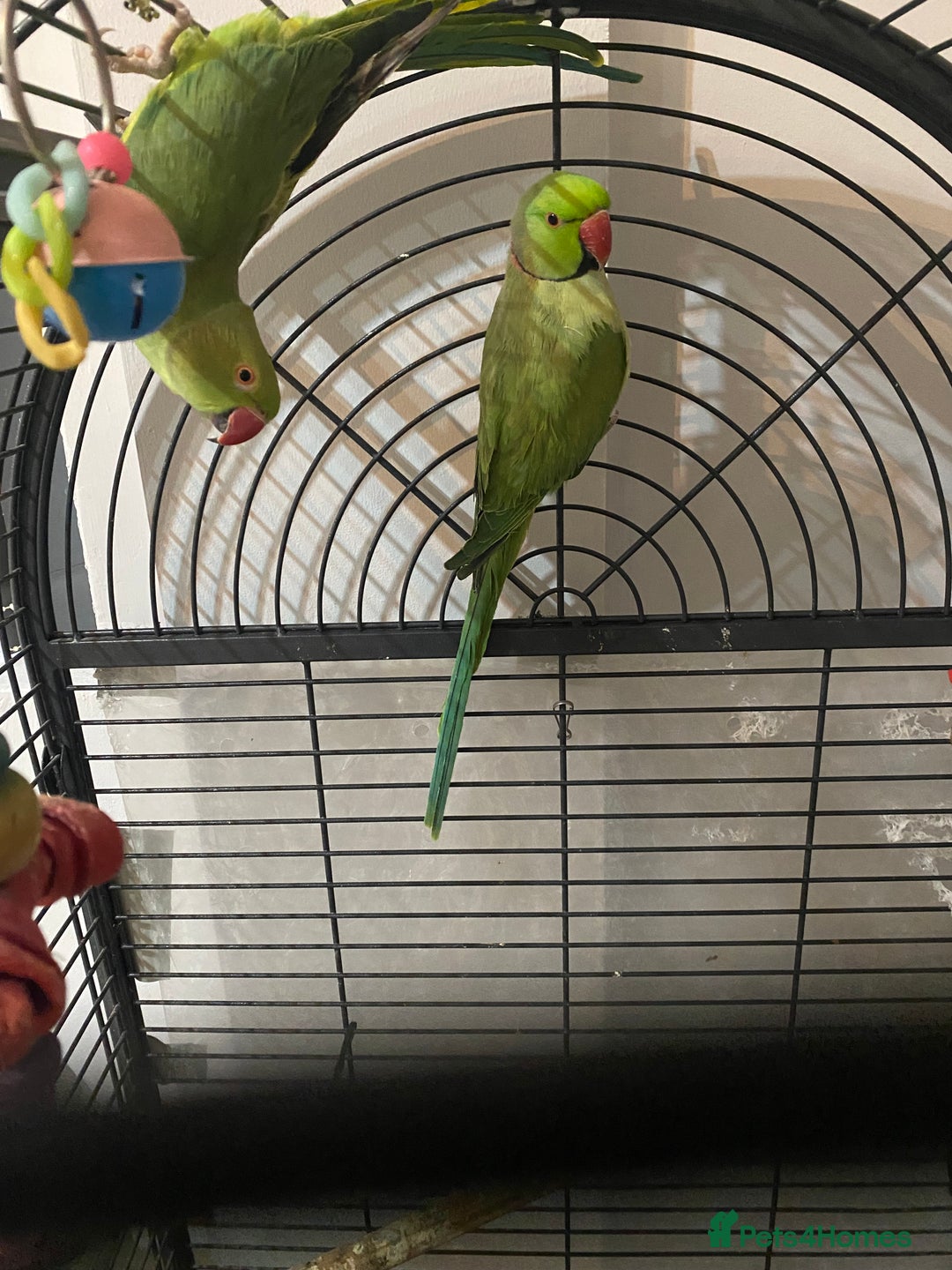 Ringnecks birds for sale: Ringnecks  - Advert 5