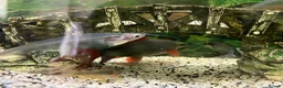 Sharks fish for sale: Fish tank 275L and fish - Advert 10
