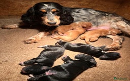 Cocker Spaniel dogs for sale: Beautiful Cocker Spaniel Puppies - Advert 7