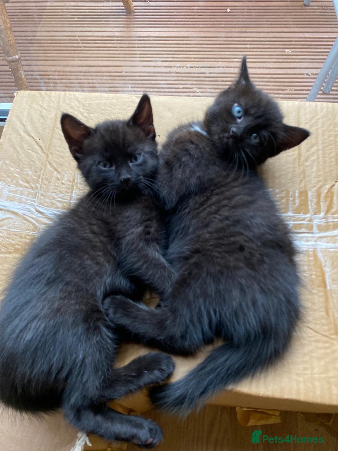 Domestic Shorthair cats for sale: Beautiful, friendly, playful &healthy kittens - Image 6