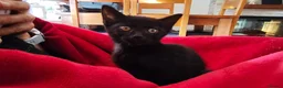 Mixed Breed cats for sale: Beautiful black kittens for sale. in Alloa - Advert 13