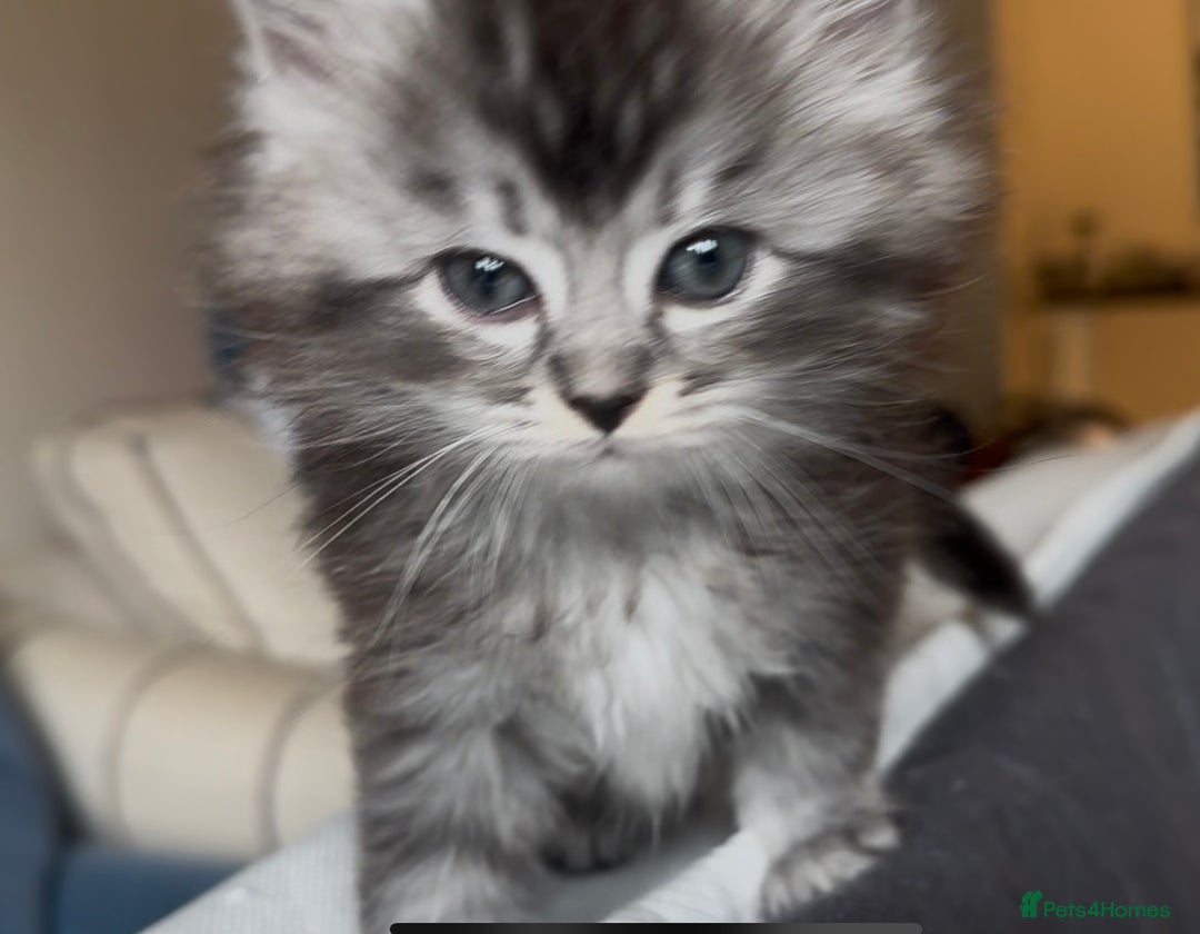 Persian cats for sale: ALL SOLD! PERSIAN-RAGDOLL KITTENS - Image 5