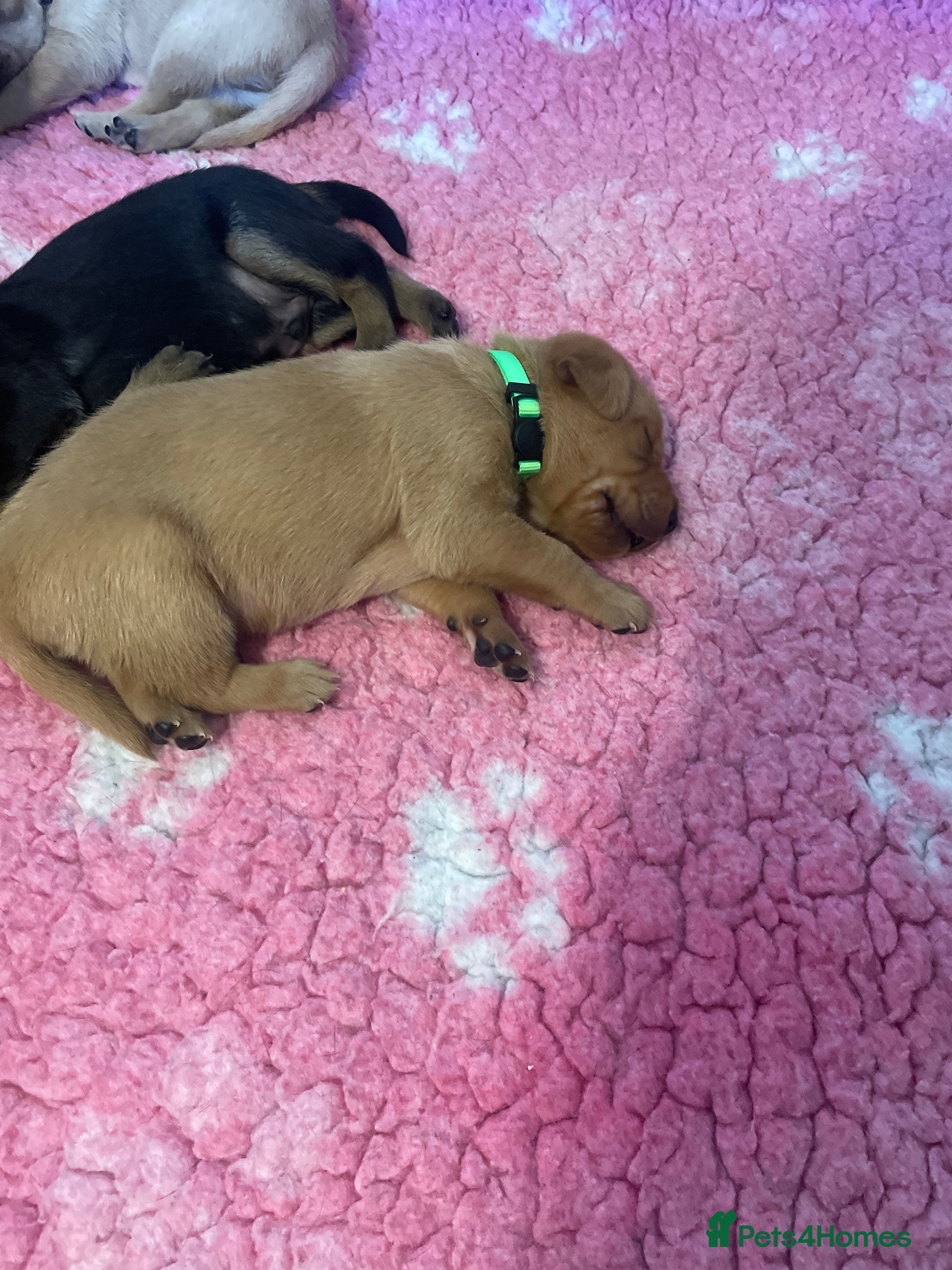 Labrador Retriever dogs KC Registered Health Tested Labrador Puppies - Advert 2