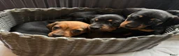 Dachshund dogs for sale: Puppies for sale!!  - Advert 11