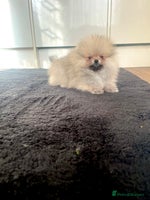 Pomeranian dogs - Advert 10