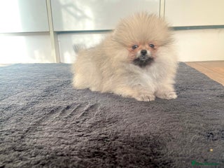 Pomeranian dogs for sale: Girl🔥Very Tiny🐻Teddy Face🏆Champion Lines - Advert 3