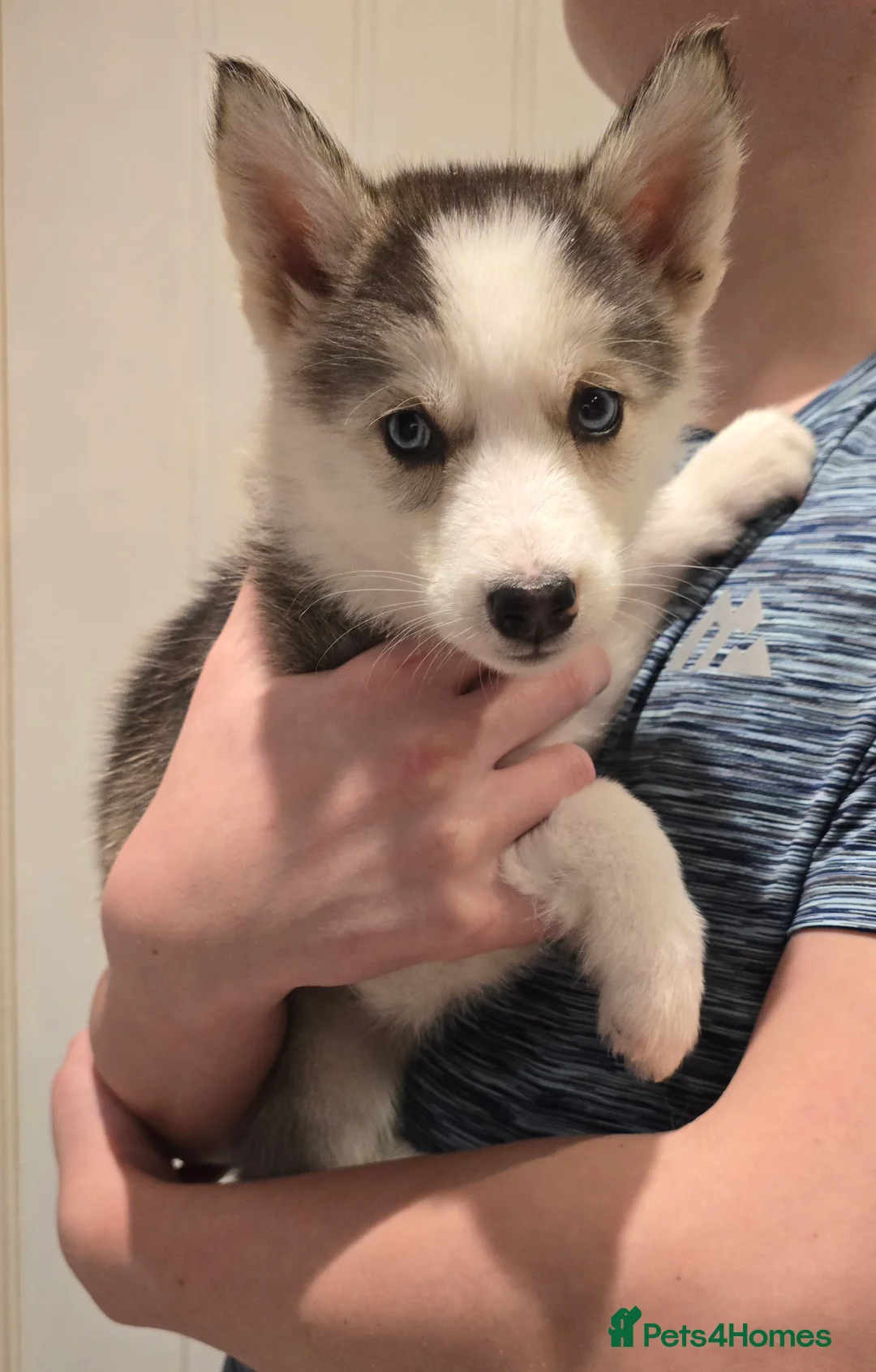 Siberian Husky dogs for sale: Ready Now last 2 girls left in litter - Advert 10