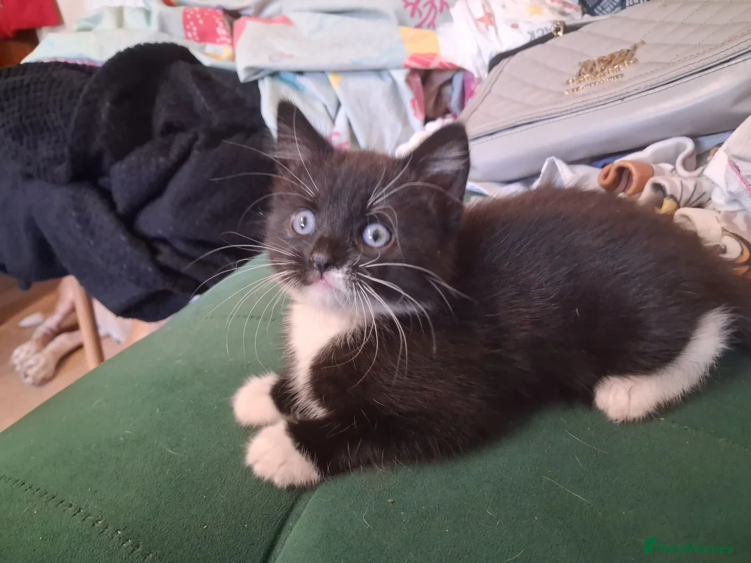 Mixed Breed cats for sale: Female tuxedo kitten needing loving home - Advert 2