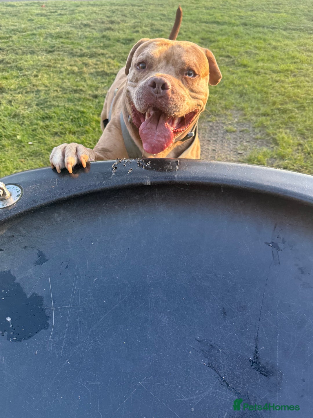 Mixed Breed dogs for sale: American Bully 4 Years Rehome  - Advert 6