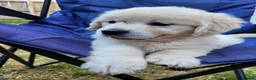 Golden Retriever dogs for sale: Beautiful snowy white boy and girl  in Scarborough - Advert 2