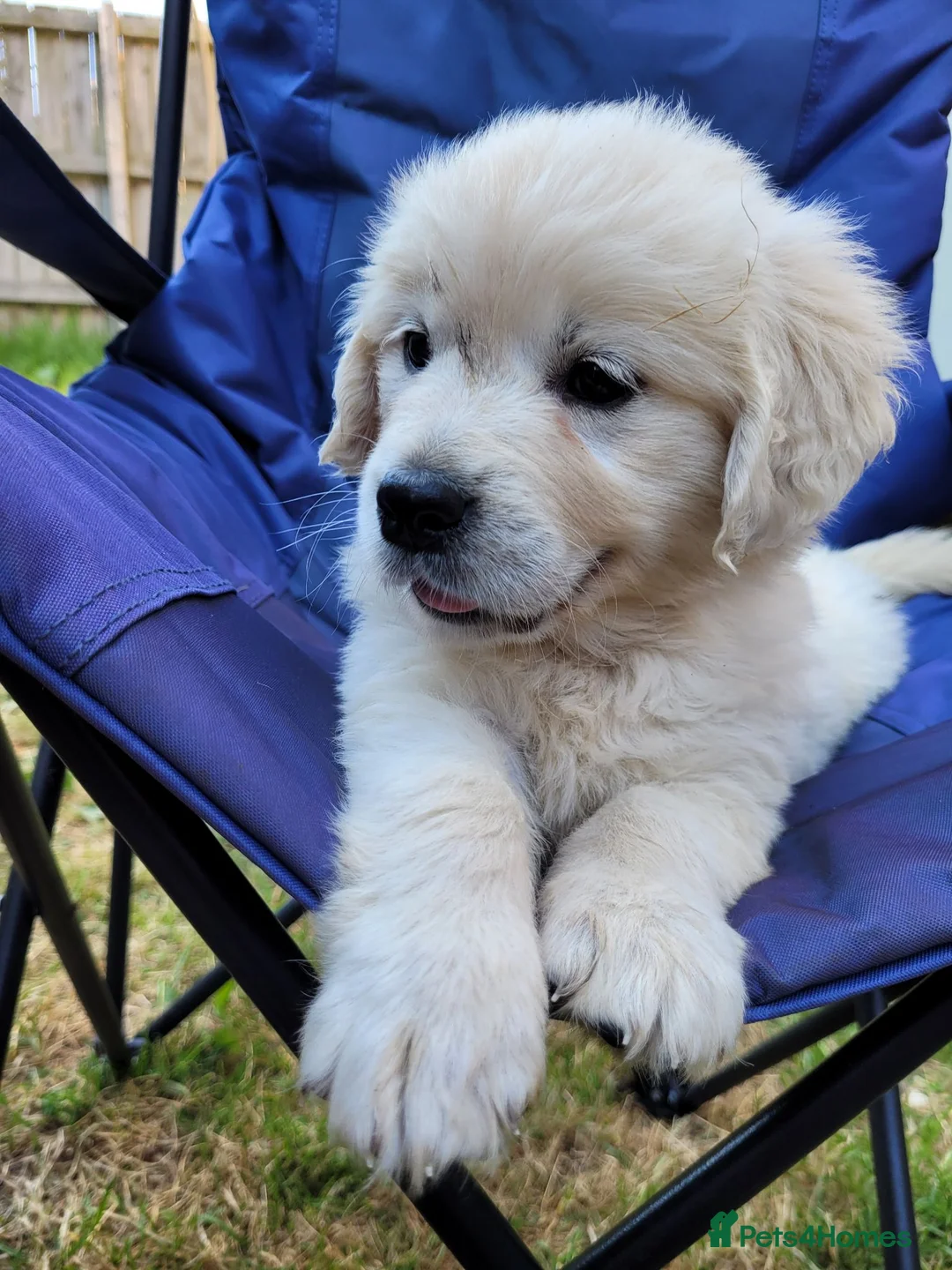 Golden Retriever dogs for sale: Beautiful snowy white boy and girl  in Scarborough - Advert 2