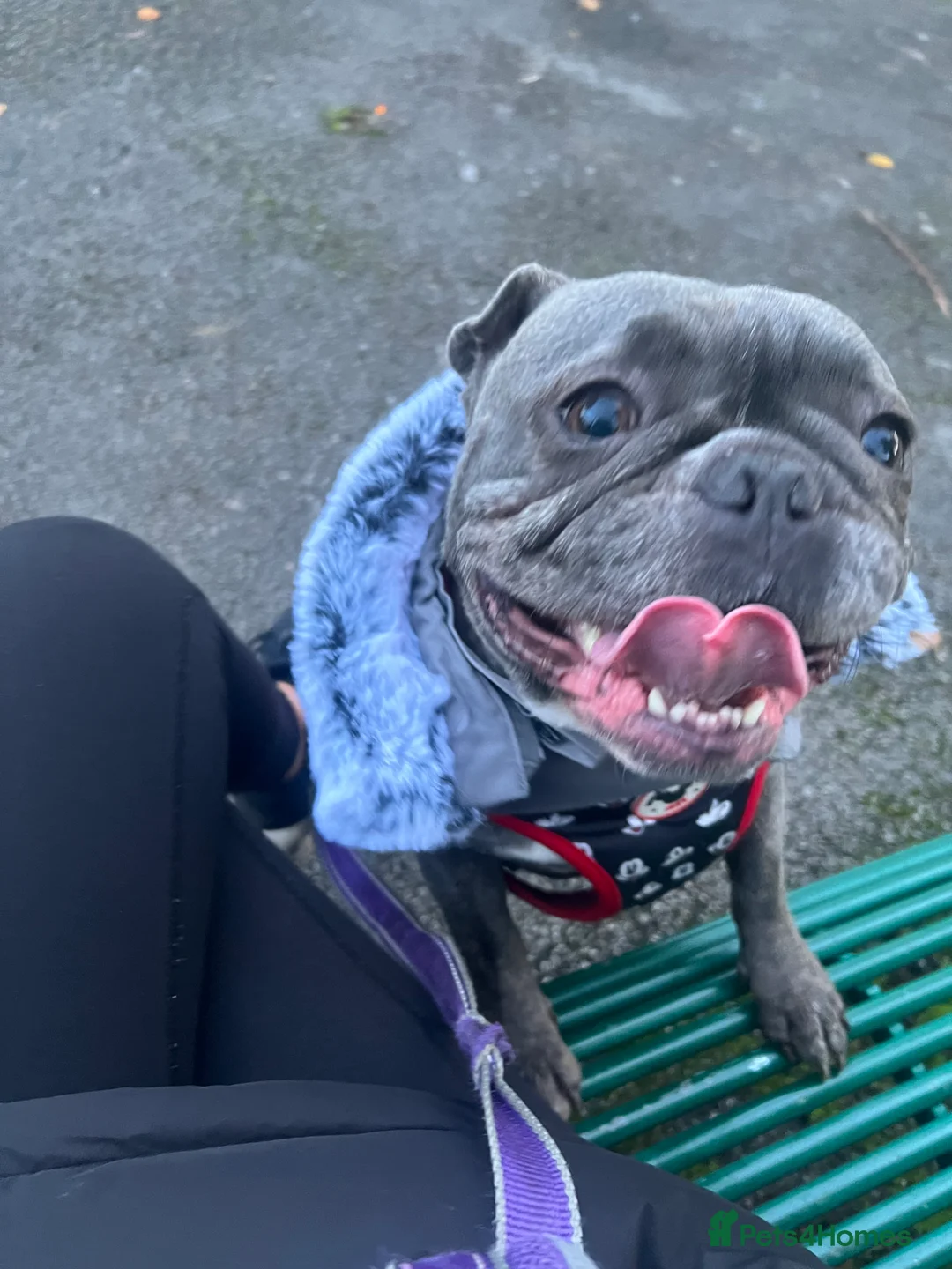 Frug dogs for sale: NOT PUPPY. 7 YEAR OLD FRUG  - Advert 6