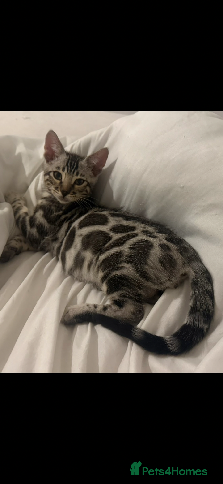 Bengal cats BENGAL 🔥 KITTENS TICA REGISTERED  - Advert 2