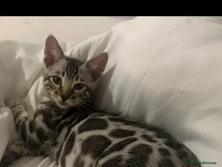 Bengal cats BENGAL 🔥 KITTENS TICA REGISTERED - Advert 2