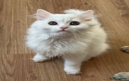 British Longhair cats for sale: Gorgeous British Longhair & Shorthair Kittens - Image 34