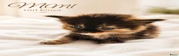 British Shorthair cats for sale: Beautiful Kittens 🐾Well Socialised, Loving  Pets - Advert 11