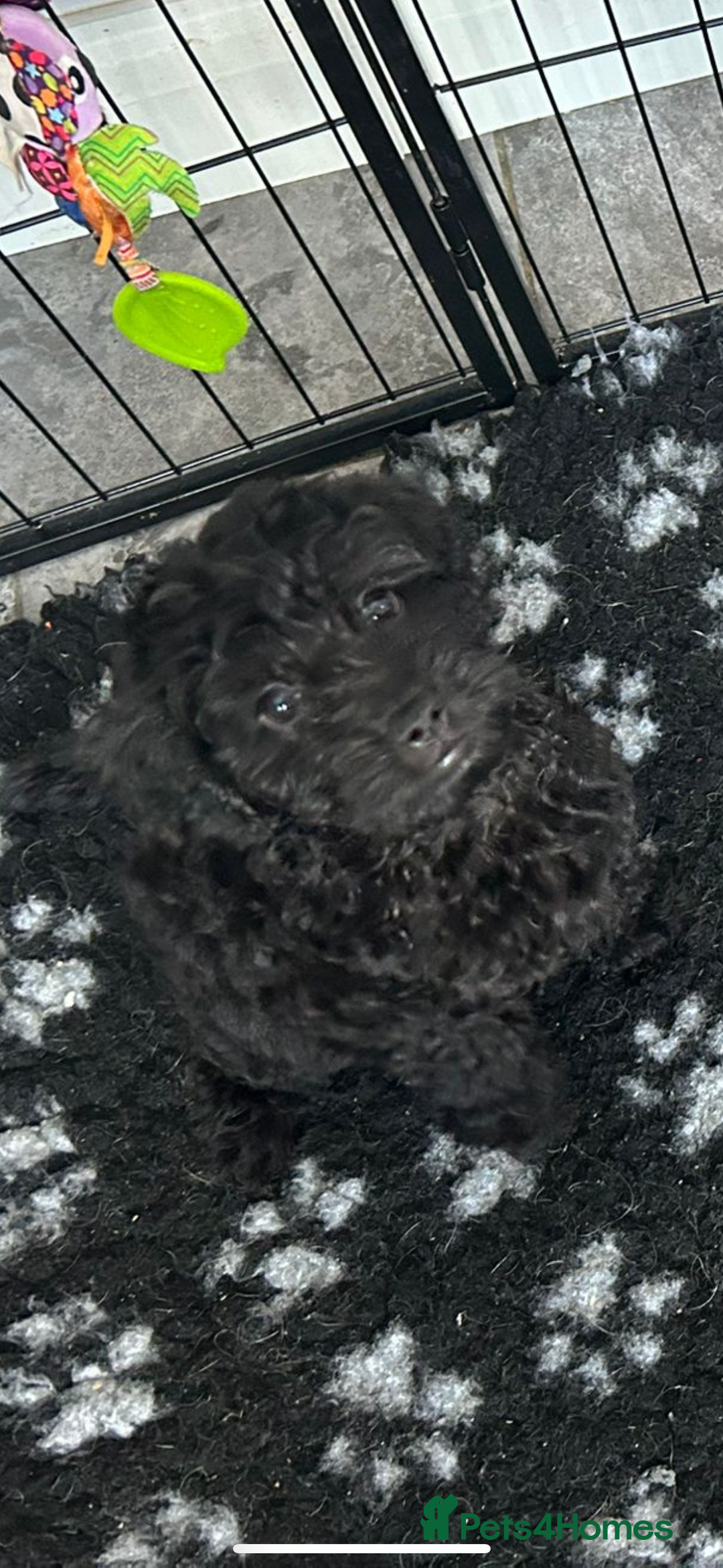 Mixed Breed dogs for sale: final reduction to find forever home  - Image 23