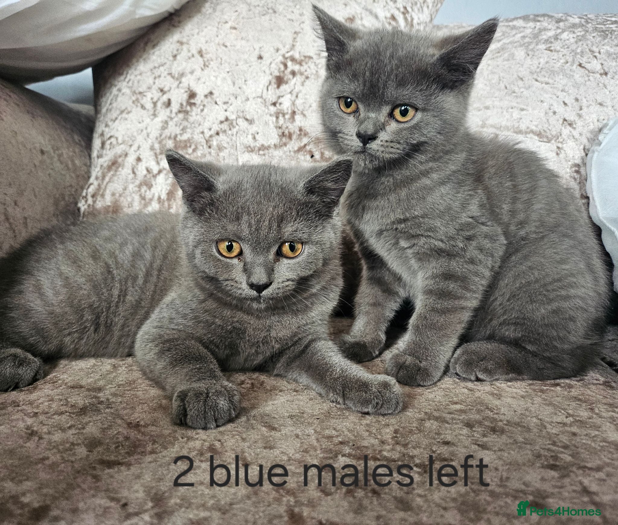 British Shorthair cats British shorthair kittens 2 MALES PRICE REDUCED  - Advert 5