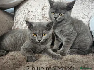 British Shorthair cats British shorthair kittens 2 MALES PRICE REDUCED - Advert 5