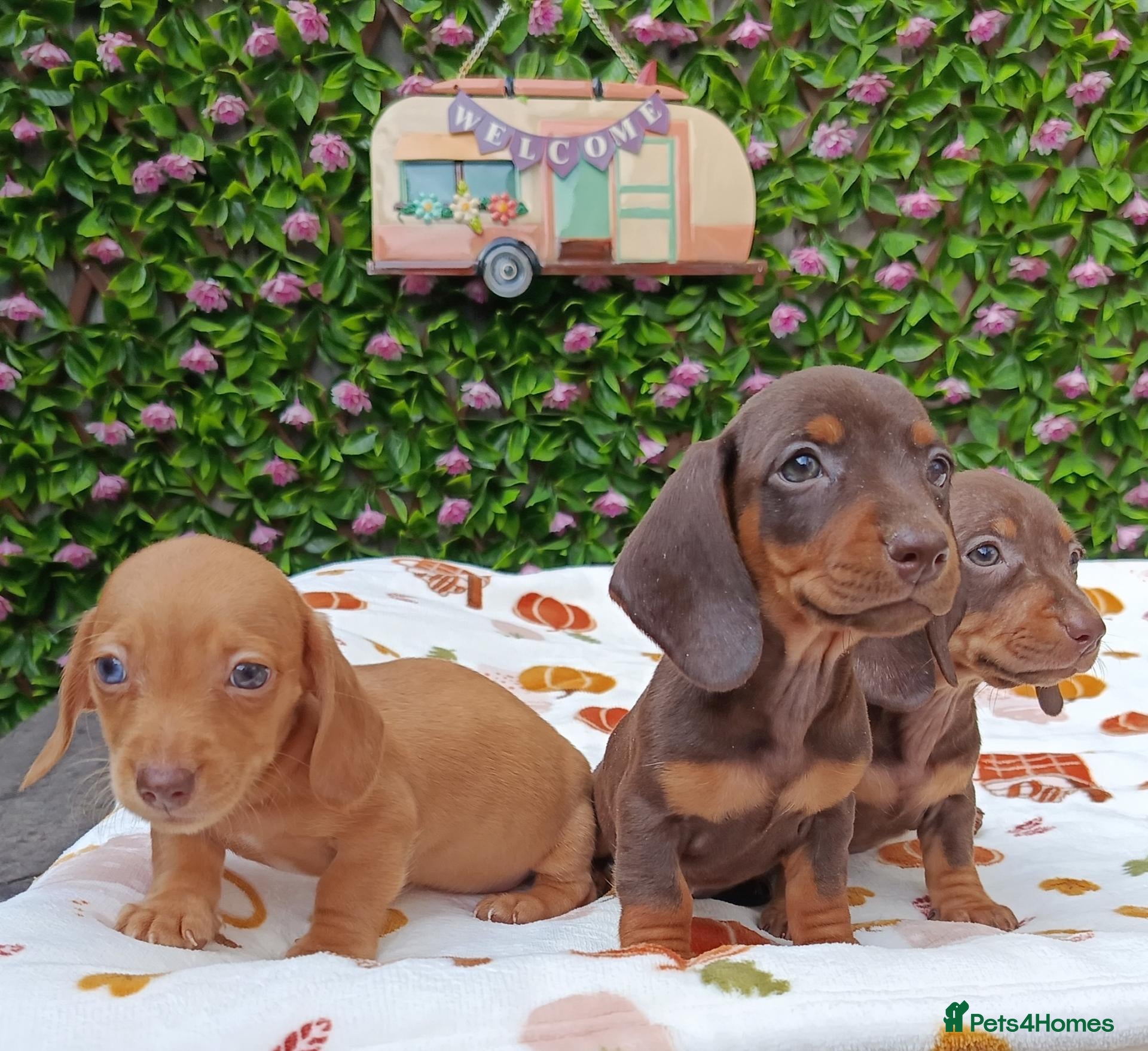 Miniature Dachshund dogs MINI DAXI KC REG PRA CLEAR - Advert 2