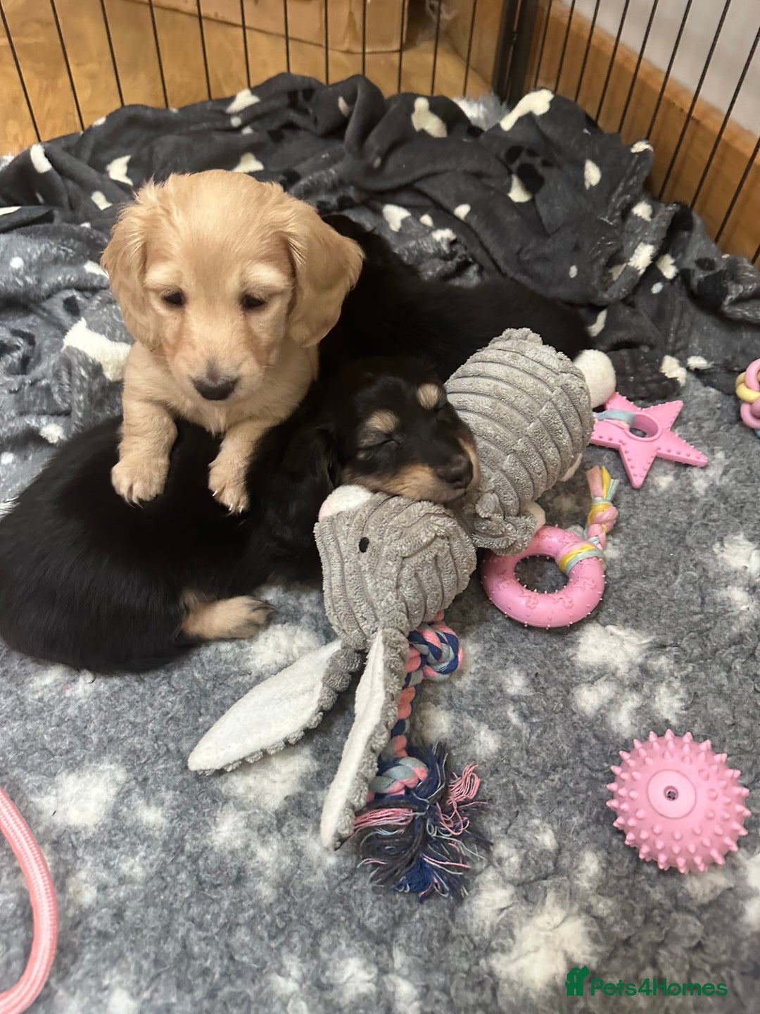 Miniature Dachshund dogs for sale: Miniature Long Haired Dachshund  - Advert 11