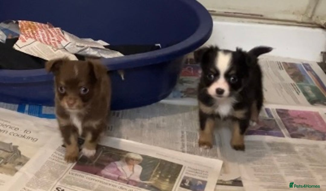 Chihuahua dogs for sale: Chihuahua puppies ready now - Advert 10