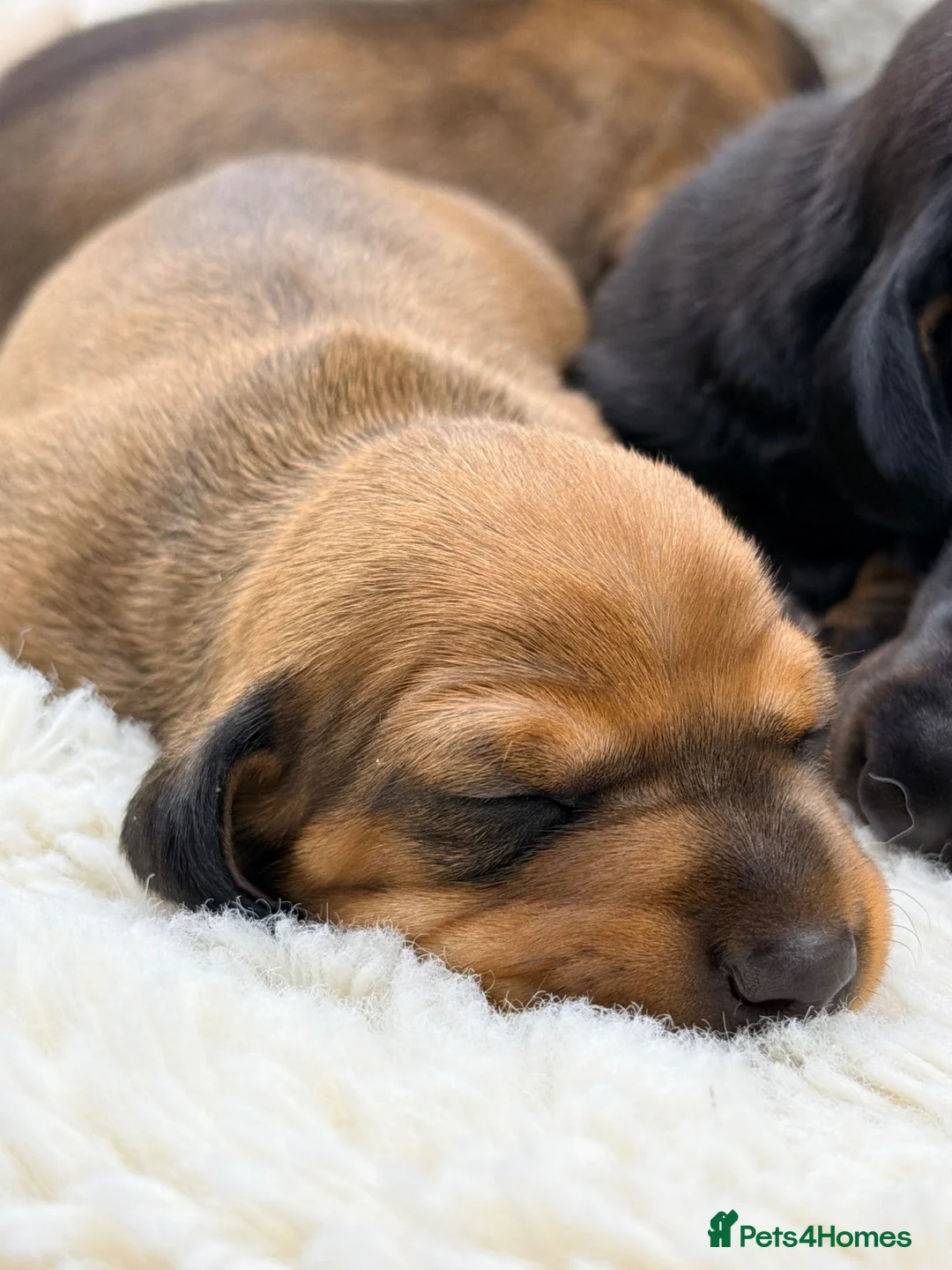 Miniature Dachshund dogs for sale: KC PRA Clear Champion lines Miniature Dachshunds - Advert 1