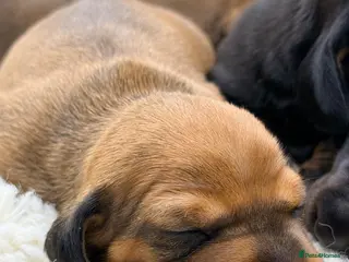 Miniature Dachshund dogs KC PRA Clear Champion lines Miniature Dachshunds - Advert 8