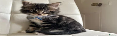 Maine Coon Kitten 1