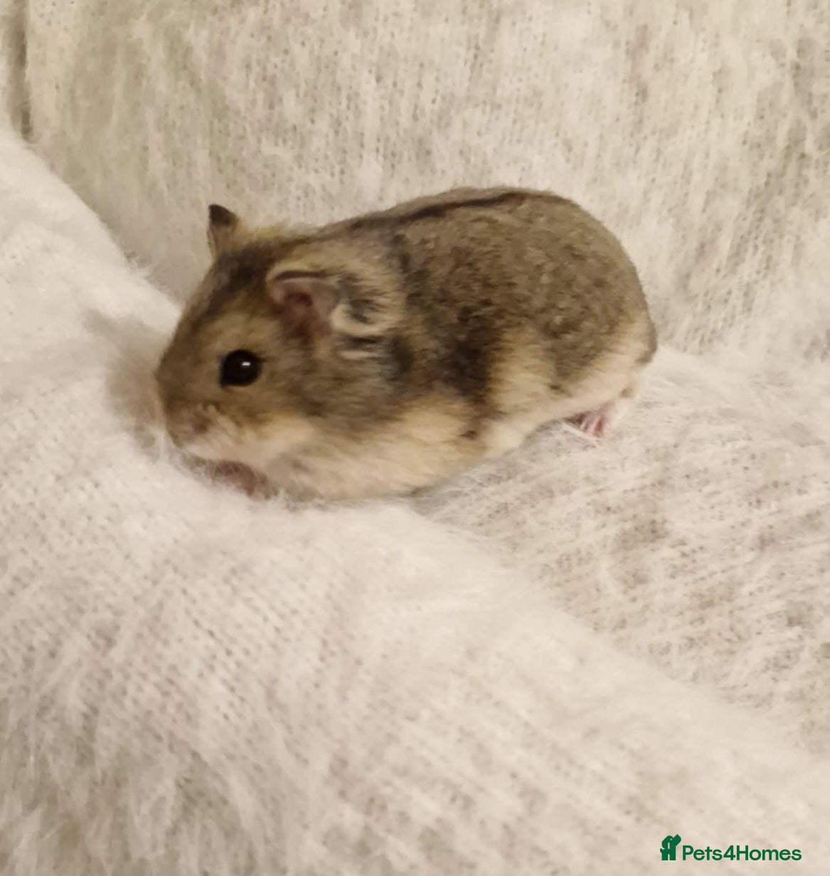 Hamster rodents 3 baby Pedigree campbell dwarf hamsters for sale🏡 - Advert 1