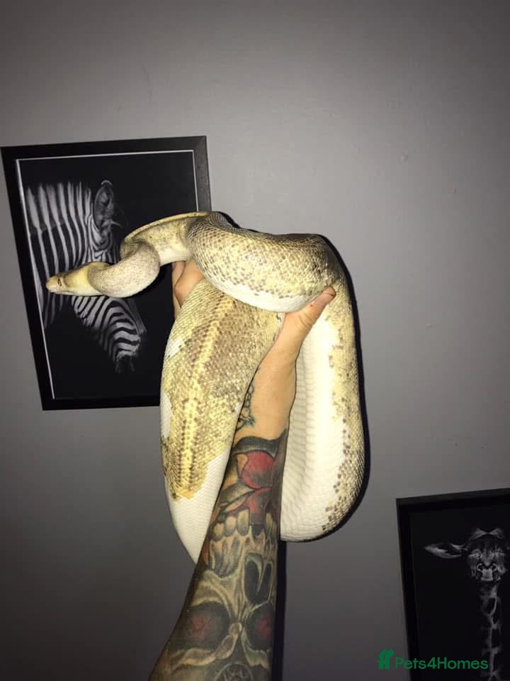 Python Snake reptiles Ball pythons / royal pythons  - Advert 1