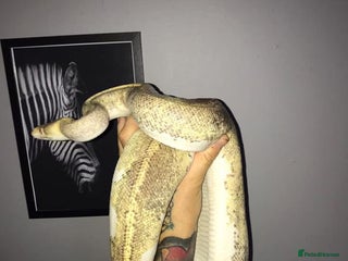 Python Snake reptiles Ball pythons / royal pythons - Advert 1