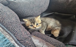 British Shorthair cats for sale: Lovely British Shorthair fold kittens 😸  - Image 3