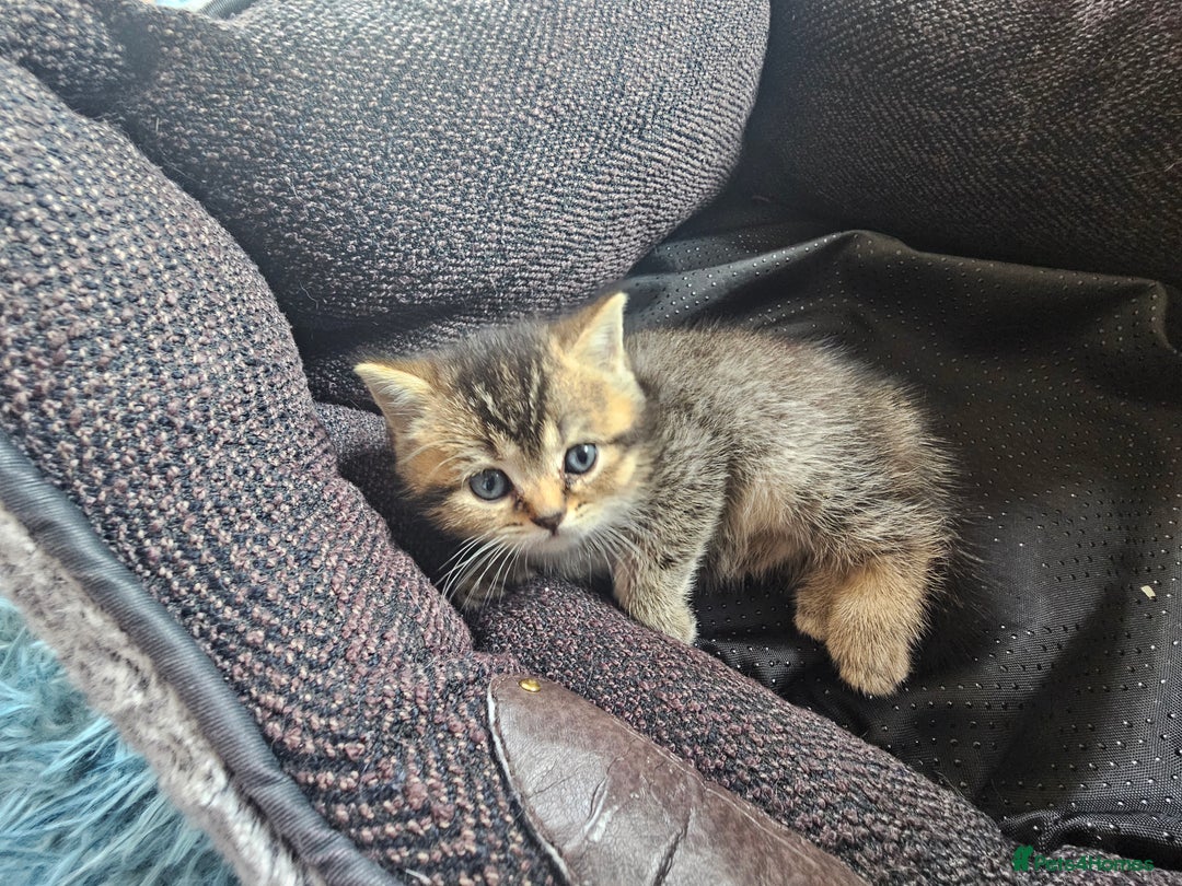 British Shorthair cats for sale: Lovely British Shorthair fold kittens 😸  - Image 3