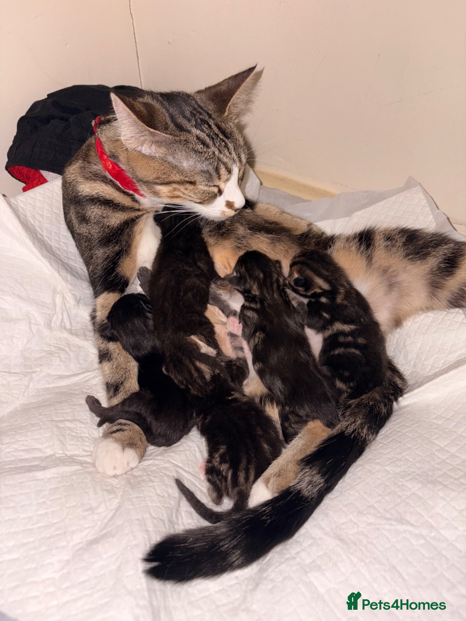 Mixed Breed cats Kittens for sale. - Advert 3