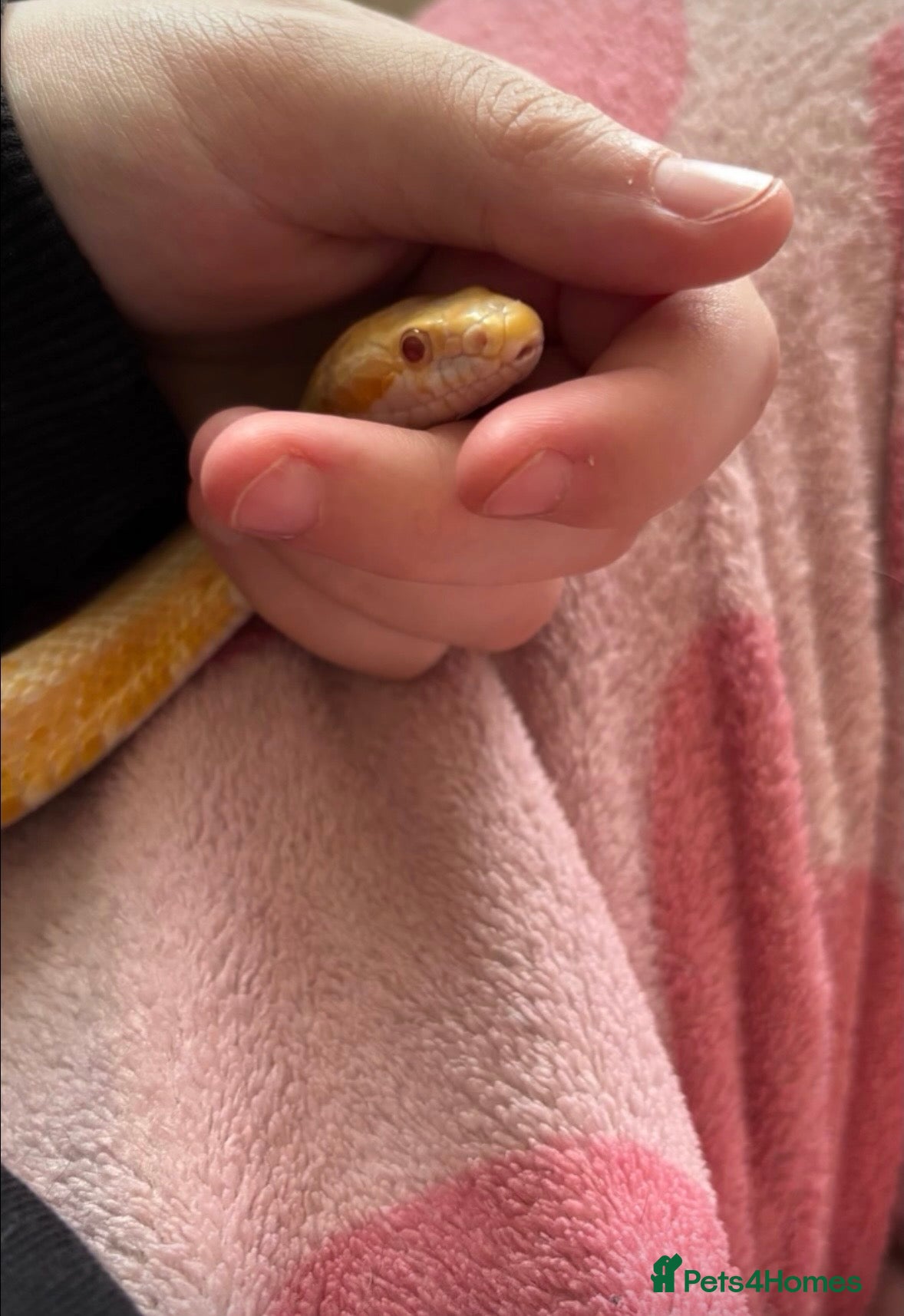 Corn Snake reptiles Two beautiful corn snakes for sale - Advert 4