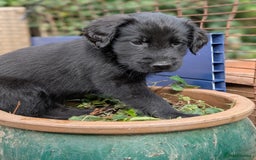 Flat coated Retriever dogs for sale: READY NOW Flat Coated Retriever Puppies - Image 11