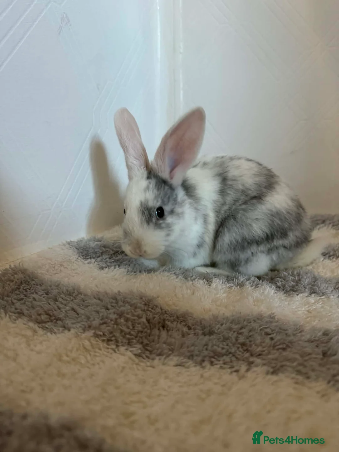 Mixed Breed rabbits for sale: Baby bunnies in Newton-le-Willows - Advert 1