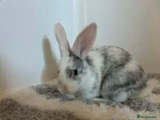 Mixed Breed rabbits Baby bunnies - Advert 1