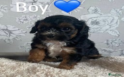 Mixed Breed dogs for sale: Dogs  - Image 5