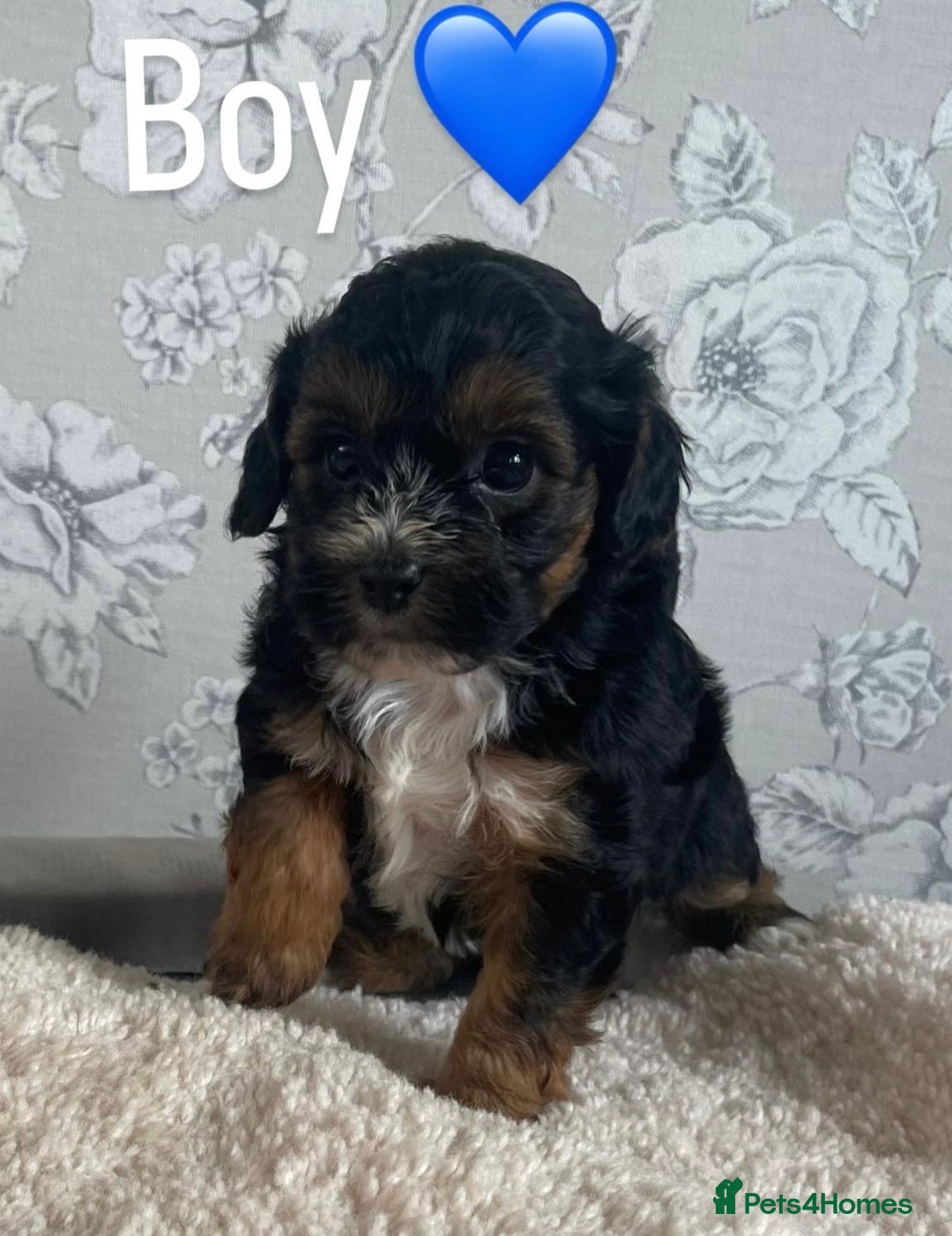 Mixed Breed dogs for sale: Dogs  - Image 5