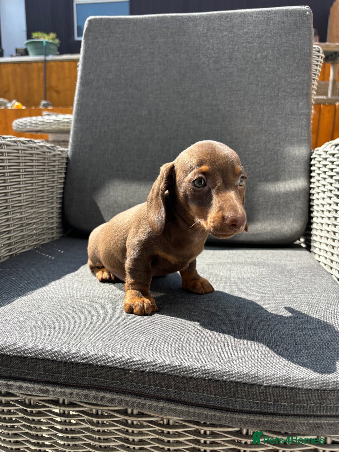 Miniature Dachshund dogs for sale: Dachshund puppies - Image 8