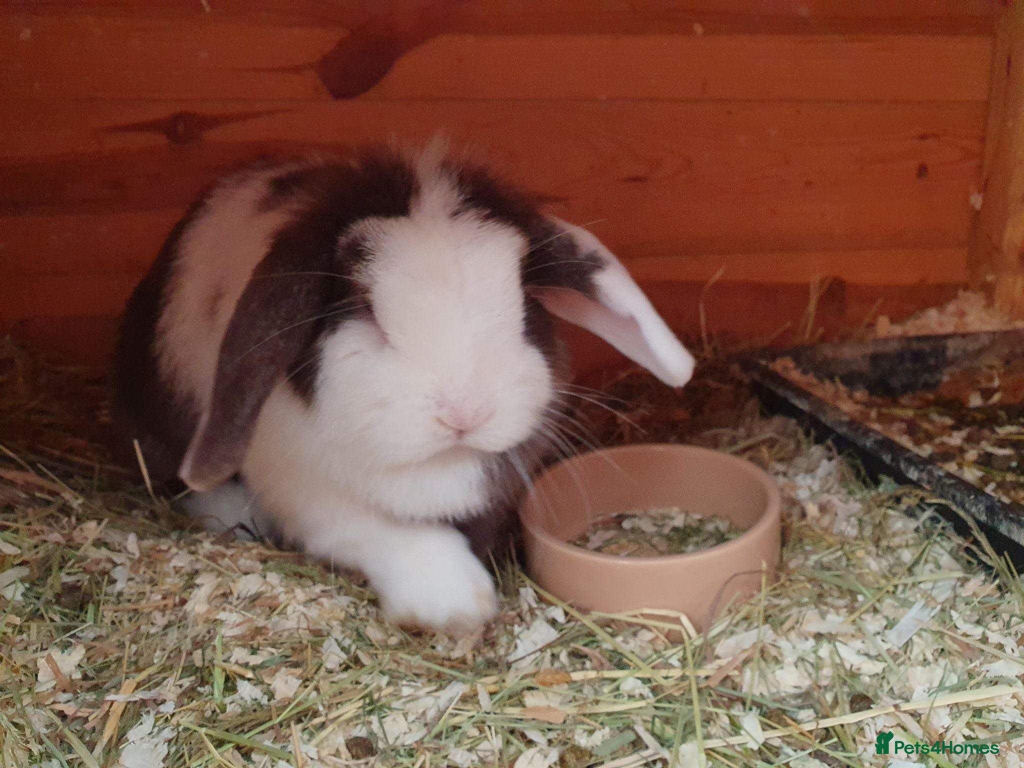 Mini Lop rabbits Spayed/neutered rabbits for adoption, vac Rhd2 - Advert 1