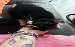 Mixed Breed cats for sale: meet winston  - Image 1