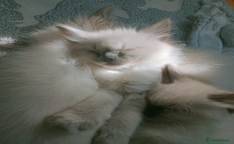 Ragdoll cats - Advert 3