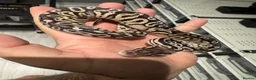 Python Snake reptiles for sale: Clown, hypo, hets, various morphs available  - Advert 14