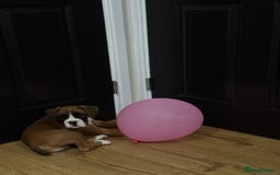 Boxer dogs for sale: Bouncy beautiful boxers  - Image 7