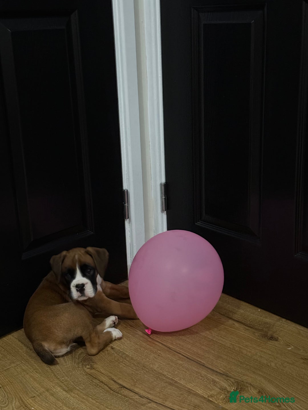 Boxer dogs for sale: Bouncy beautiful boxers  - Image 7