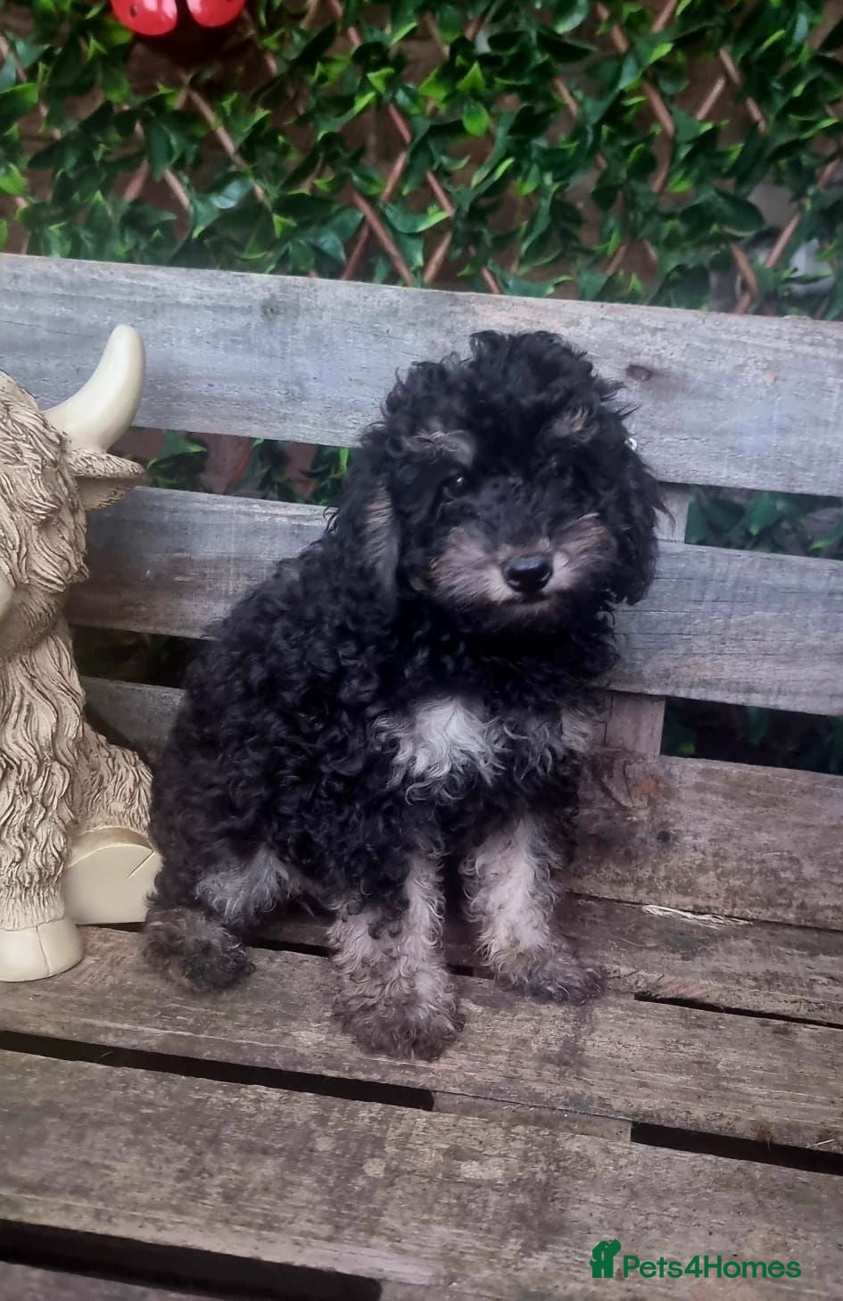 Miniature Poodle dogs Beautiful Miniature Poodle puppies  - Advert 1