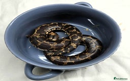 Snake reptiles for sale: Male Kenyan Sand Boa - Image 5